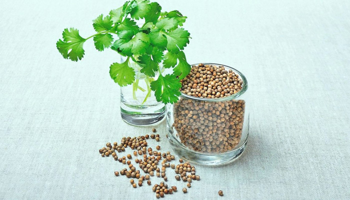 Coriander